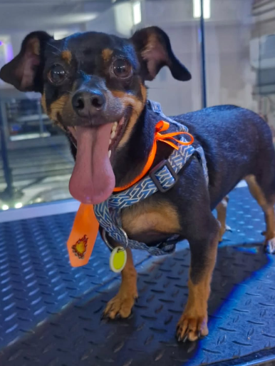 Captura de tela 2025-08-22 211407.png