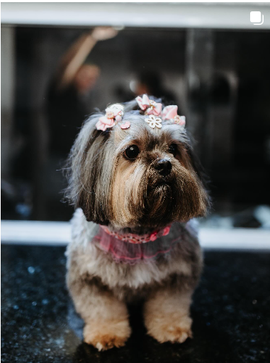 Captura de tela 2025-05-25 184252.png