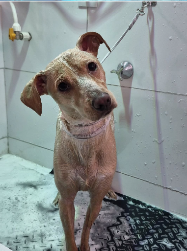 Captura de tela 2025-08-22 211353.png