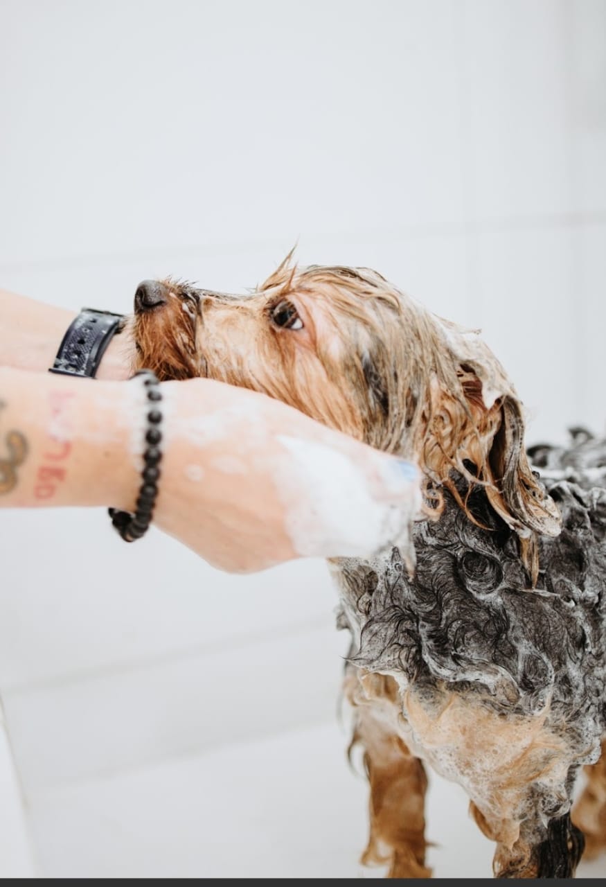 WhatsApp Image 2025-05-25 at 20.21.27 (1).jpeg