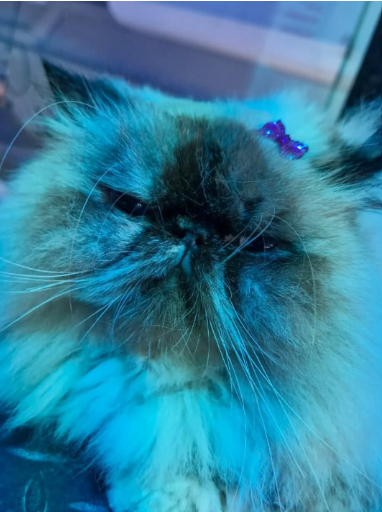 Captura de tela 2025-08-22 211315.png