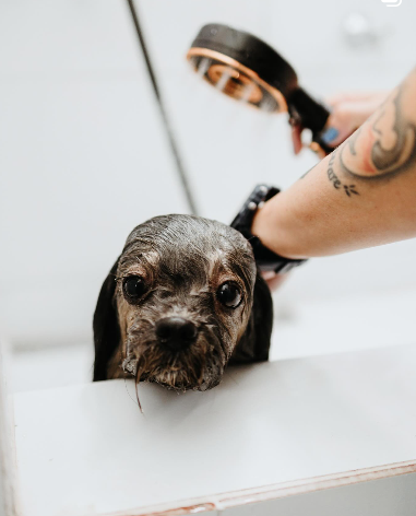 Captura de tela 2025-05-25 201106.png